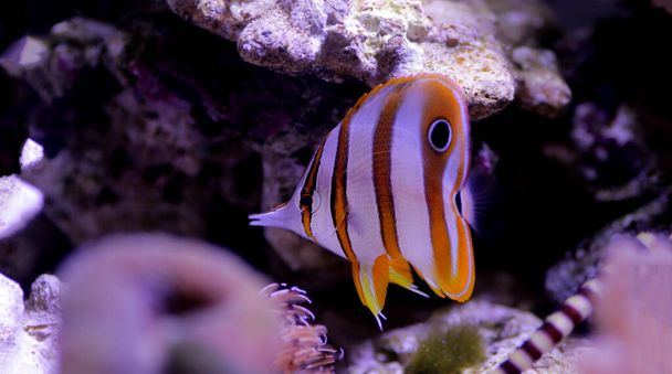 The copperband butterflyfish - (Chelmon rostratus) - Photo, Image