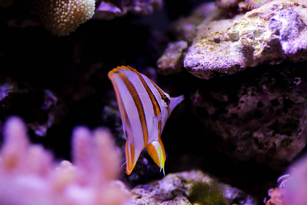 The copperband butterflyfish - (Chelmon rostratus) - Photo, Image