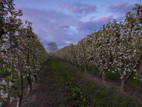 Naplemente a virágzó gyümölcsfák sorára néz mindkét oldalon, ahol senki sincs színes felhőkkel a háttérben. - Fotó, kép