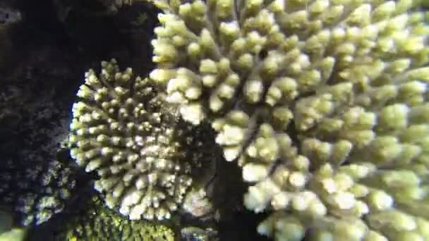 korale w morze - Materiał filmowy, wideo