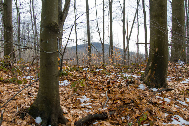 Δάσος οξιάς στα Καρπάθια βουνά. Περιφέρεια Zakarpattia, Ουκρανία. Φεβρουάριος 2016 - Φωτογραφία, εικόνα