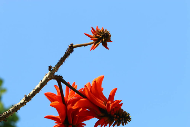 Erythrina coral tree, cockerel, blooms in northern Israel against a blue sky  - Photo, Image