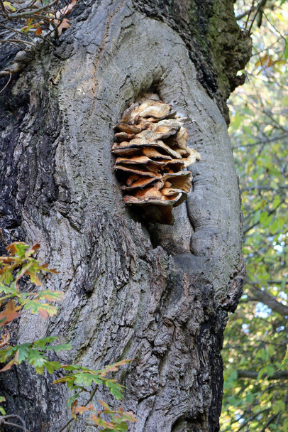 Pilz wächst aus Baum - Foto, Bild