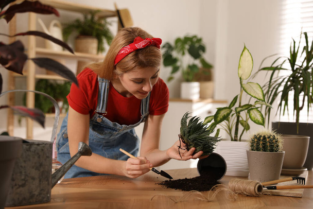 Young woman potting succulent plant at home. Engaging hobby - 写真・画像