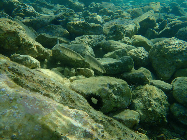 Die Flachkopfbarbe (Mugil cephalus), Ägäis, Griechenland, Kap Sounio - Foto, Bild