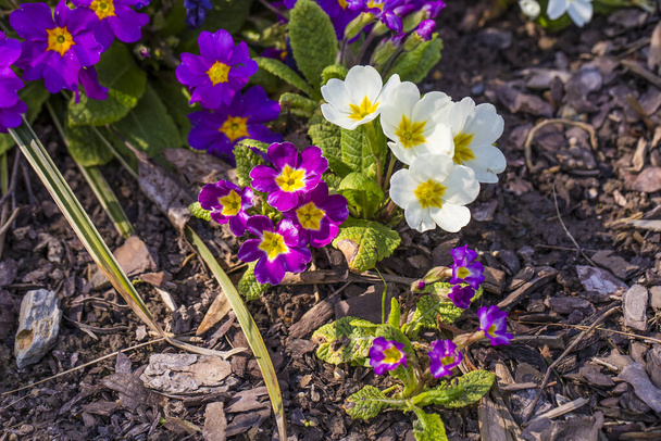 kevät puutarhassa, ensimmäiset kukat
 - Valokuva, kuva