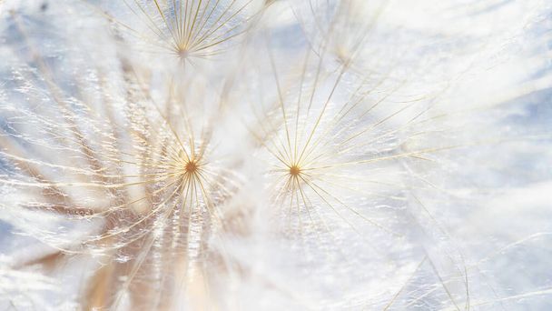 dandelion at sunset . Freedom to Wish. Dandelion silhouette fluffy flower on sunset sky. Seed macro closeup. Soft focus. Goodbye Summer. Hope and dreaming concept. Fragility. Springtime. - Photo, image