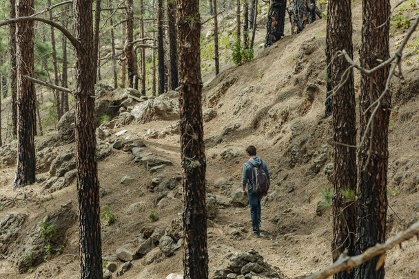 A young man with a backpack travels along a route in the west side of Tenerife. Hiking by the mountain trail surrounded by endemic vegetation pine tree forest and fields of lava rocks. Canary Islands. - 写真・画像