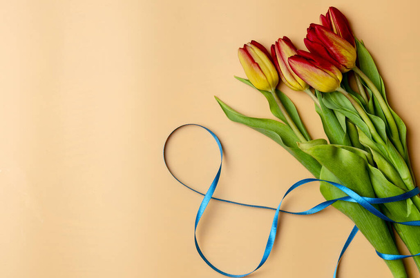 8 March, International Womens Day. Figure eight of blue ribbon with tulips. Space for text - 写真・画像