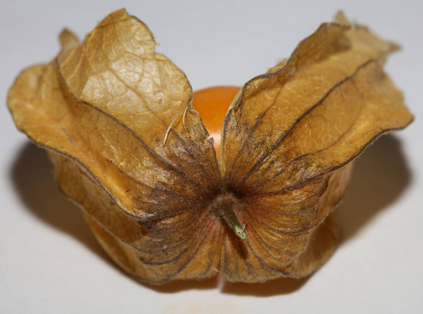 Physalis φρούτα μακροεντολή φόντο υψηλής ποιότητας σύγχρονες εκτυπώσεις οικογένεια Solanaceae - Φωτογραφία, εικόνα