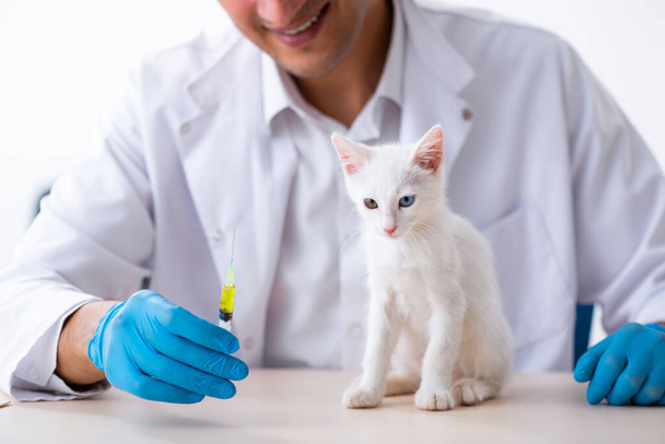 Young male doctor examining sick cat - 写真・画像