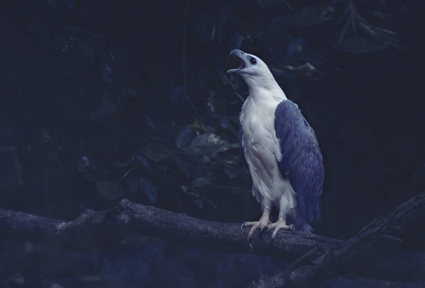 Λευκές κοιλιές θαλασσαετός βρυχάται στο δάσος. Πλευρική άποψη του λευκού αετού κρατώντας δέσμη δέντρων, Προσαρμοσμένο μπλε χρώμα τόνος της ομιχλώδους νύχτας στο δάσος. Χώρος για κείμενο. - Φωτογραφία, εικόνα