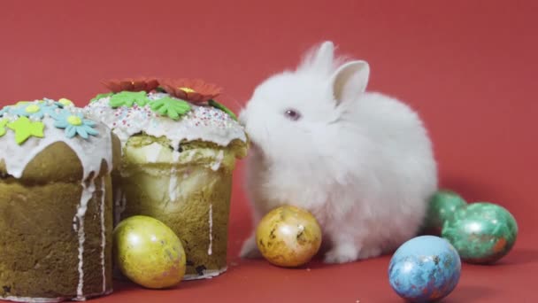 Pequeño conejito comer pastel de Pascua fondant, coloridos huevos decorados. Fondo rojo
 - Metraje, vídeo