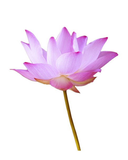 Flor de loto rosa aislada con caminos de recorte sobre fondo blanco para fondos de pantalla o diseños gráficos.Hermosas flores tropicales que simbolizan el budismo
. - Foto, Imagen