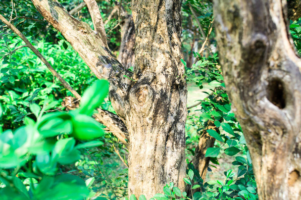 Kahverengi renkli orman sandığı. Çevrede yeşil yosun tropik ormanı var. Hayvan Vahşi Doğa Çevresi. Ön manzara. Ulusal Keşif Parkı. - Fotoğraf, Görsel