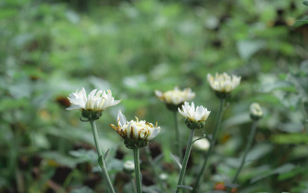 Yakın plan sarı polen ve Papatya 'nın beyaz yaprağı, Çim Papatyası, Bellis Perennis, Woundwort, Bruisewort ya da İngiliz Papatyası kırsal alanda çeşitli yeşillikler. Shibpur Howrah Botanik Bahçesi Batı Bengal Hindistan  - Fotoğraf, Görsel