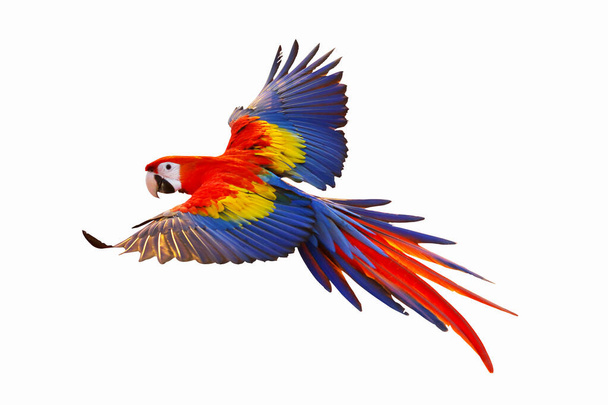 Kolorowa papuga latająca na białym tle - Zdjęcie, obraz