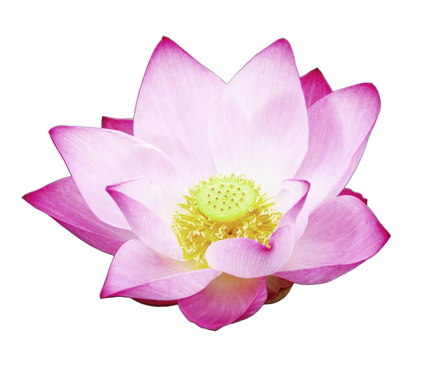 Розовый цветок лотоса изолирован с обрезкой пути на белом фоне для обоев или графических дизайнов.Красивые тропические цветы, которые символизируют буддизм
. - Фото, изображение