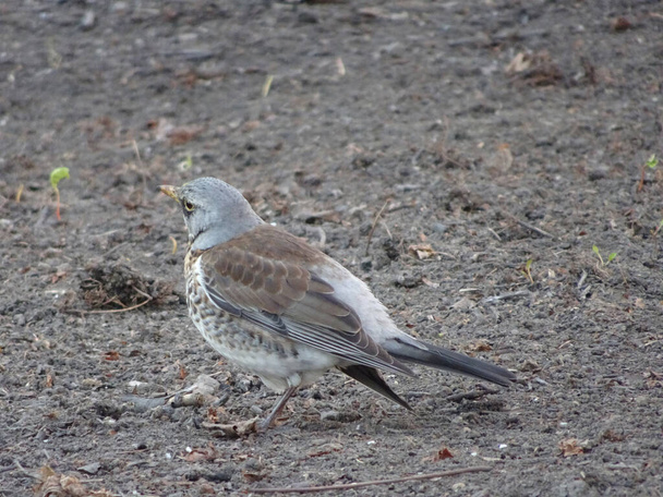 thrush fieldfare in early spring walks on the ground on blurry background  - Photo, Image