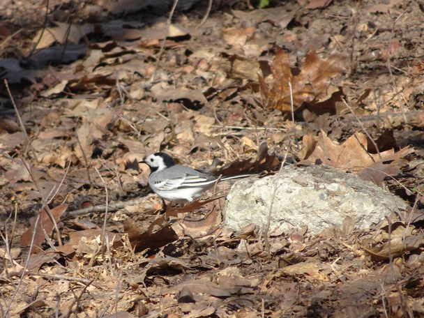 gray little nimble wagtail in spring land on blurry background  - Photo, Image