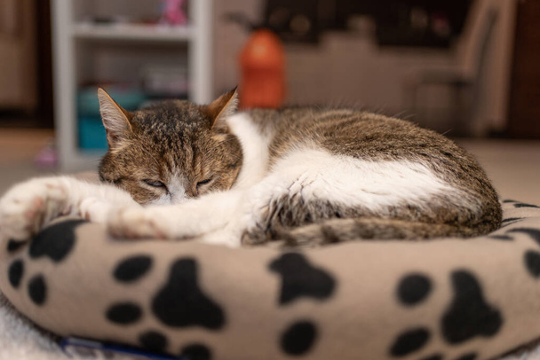 bom gato relaxante em casa
 - Foto, Imagem