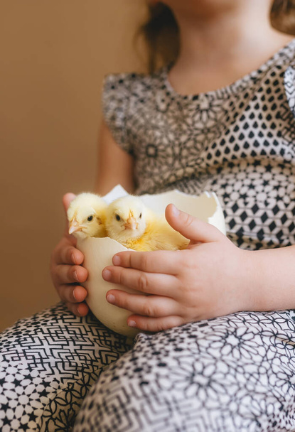 Το παιδί κρατά δύο μικρά κίτρινα κοτόπουλα στο κέλυφος του αυγού στρουθοκαμήλου στα χέρια του. Επιλεκτική εστίαση στα κοτόπουλα. - Φωτογραφία, εικόνα