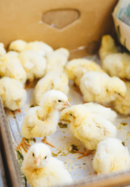 I piccoli polli da carne gialli con il corpo verso il basso si siedono in una scatola di cartone. Primo piano vista dall'alto
.  - Foto, immagini