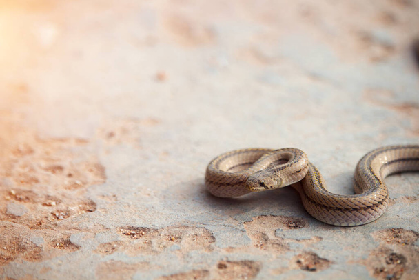 A small snake on the cement floor pose ready to fight the enemy.Painted keelbacks,It is an animal that is not poisonous, but a ferocious habit. - Foto, immagini