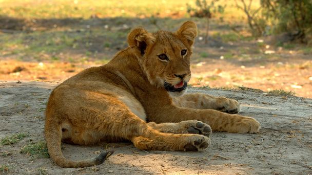 Lions Animaux sauvages africains dans l'herbe
 - Photo, image