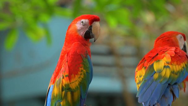 Papugi Scarlet Macaw na drzewie - Zdjęcie, obraz