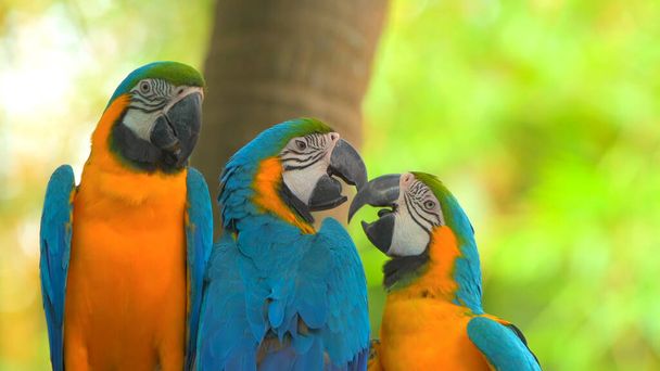 Papagaios Scarlet Macaw na árvore
 - Foto, Imagem