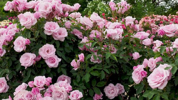 Квітка троянди з краплями на фоні Природа
 - Фото, зображення