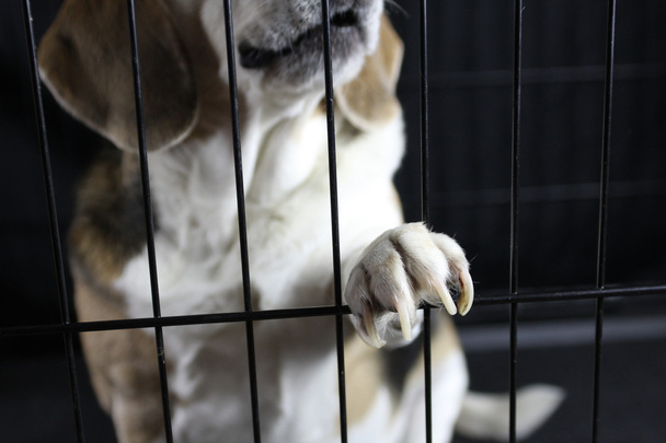Beagle pawing ketrec - Fotó, kép