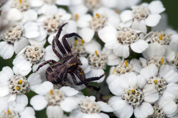 Krab pająk - thomisidae - Zdjęcie, obraz