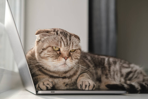 悲しい猫、退屈し、注意を欠いて、ウルトラブックのキーボードに横になり、所有者が作業を続けることを許可していませんでした. - 写真・画像