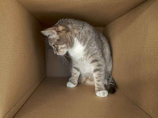Grappig, nieuwsgierig kat zit in een grote kartonnen doos en kijkt naar iets met interesse. - Foto, afbeelding