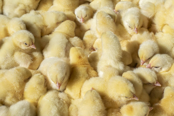 Un montón de pollitos recién nacidos amarillos. La vista desde arriba. Agro
. - Foto, Imagen