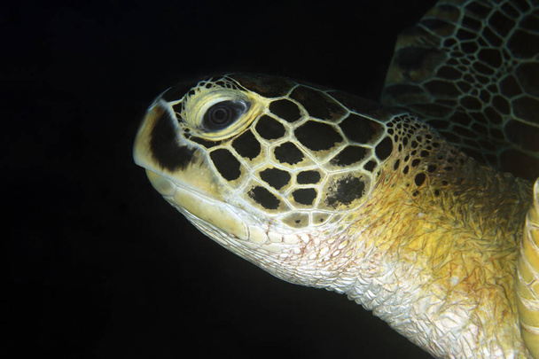 Detailní záběr zelené želvy (Chelonia mydas) s černým pozadím. Dampier Strait, Raja Ampat, Indonésie - Fotografie, Obrázek