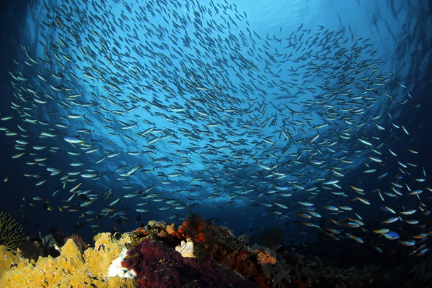Schooling Fish against Surface, over a Coral Reef in Misool, Raja Ampat. West Papua, Indonesia - Photo, Image