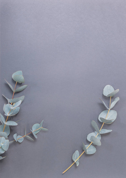 Eucalyptus and cotton bolls on a gray background - Photo, Image