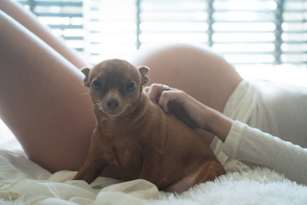 妊娠中の女性の横にある小さなかわいい犬がベッドに横になり、自宅でリラックス - 写真・画像