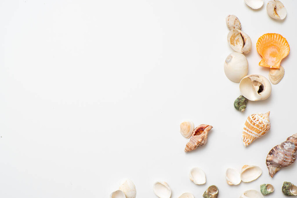 Different seashells on a white background , the concept of holidays by the sea. - Foto, Bild