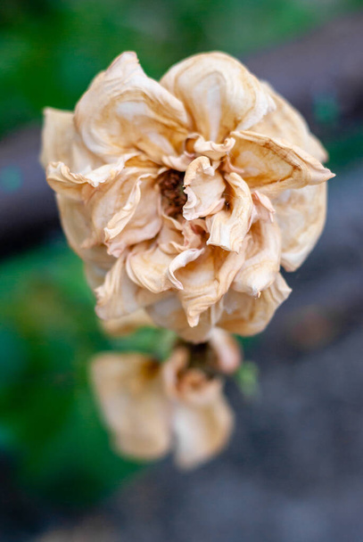 Ένα ξηρό λευκό τριαντάφυλλο με φόντο τα πράσινα φύλλα - Φωτογραφία, εικόνα