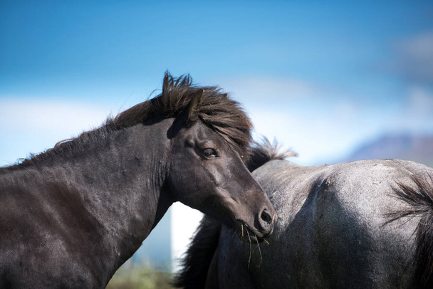 Izlandi lovak és gyönyörű táj - Fotó, kép