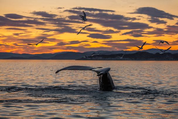 Púpos bálnák a gyönyörű naplemente tájon - Fotó, kép
