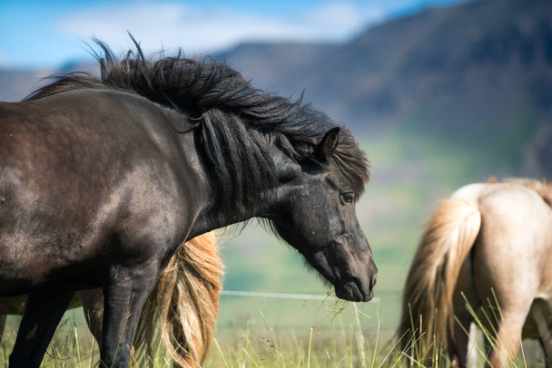 Islandzkie konie i piękny krajobraz - Zdjęcie, obraz