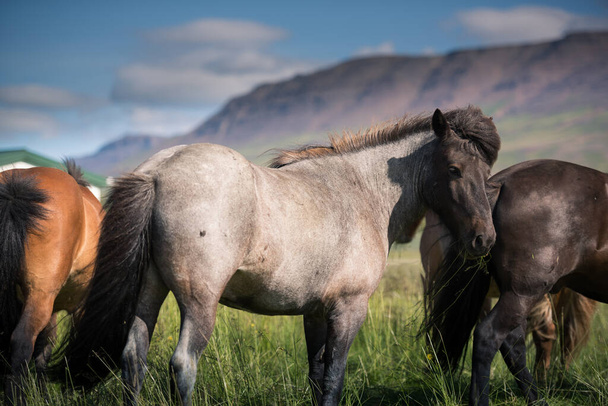 Caballos islandeses y hermoso paisaje
 - Foto, imagen