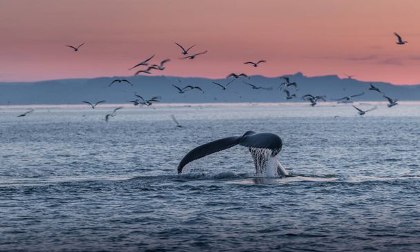 Горбаті кити в прекрасному пейзажі заходу сонця
 - Фото, зображення