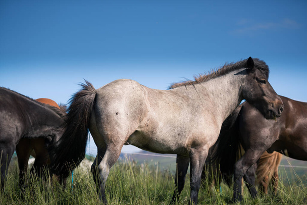 Icelandic horses and beautiful landscape - Photo, Image