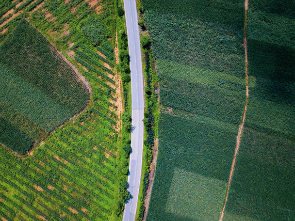 Campos bananeros tropicales cruzados con pequeñas carreteras rurales vista aérea
 - Foto, imagen
